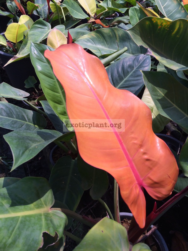 philodendron Sunlight Orange Top