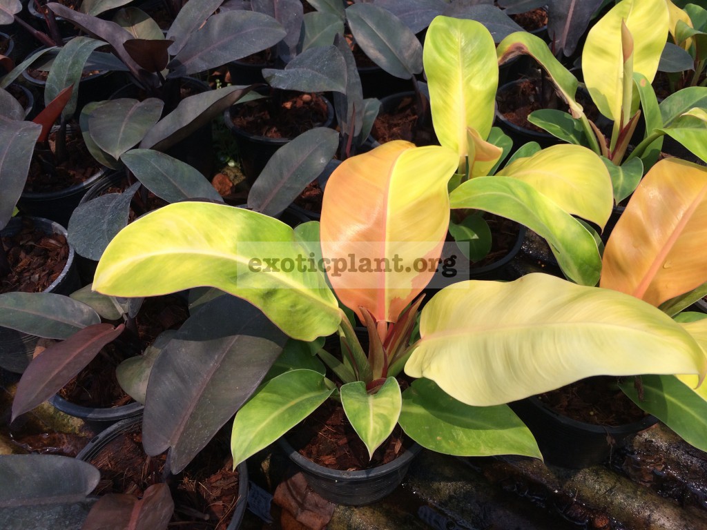 philodendron Sunlight Red Splash