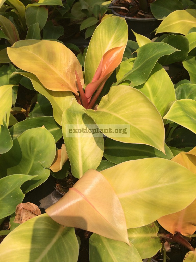 philodendron Sunlight compact