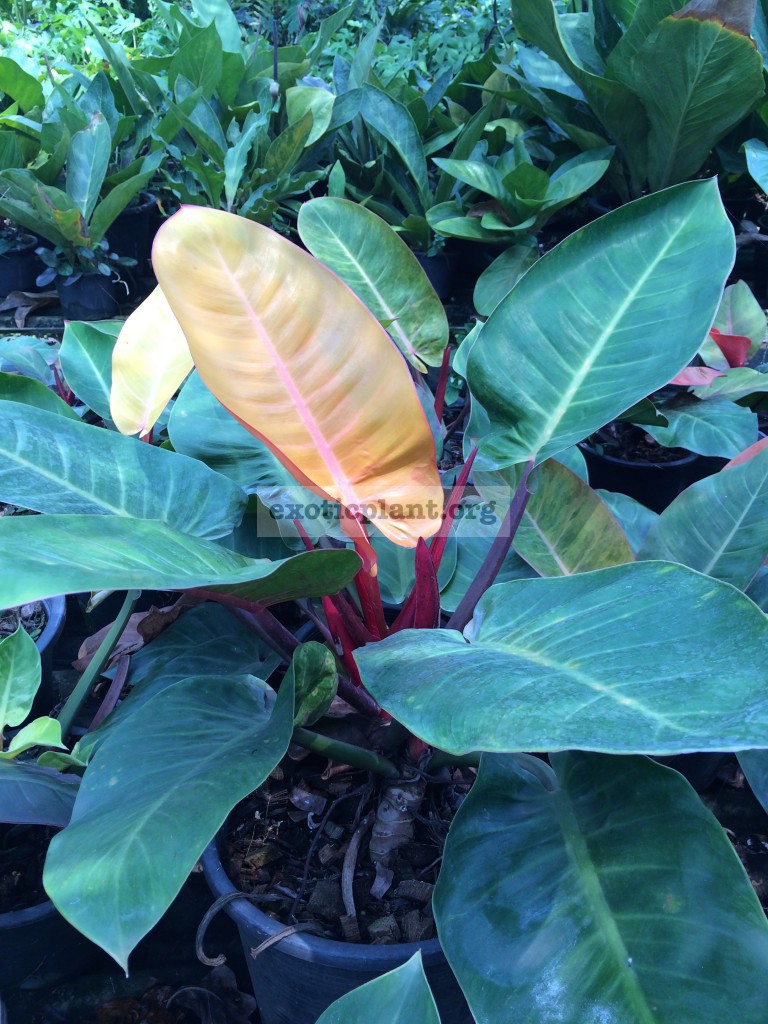 philodendron Sunlight hybrid