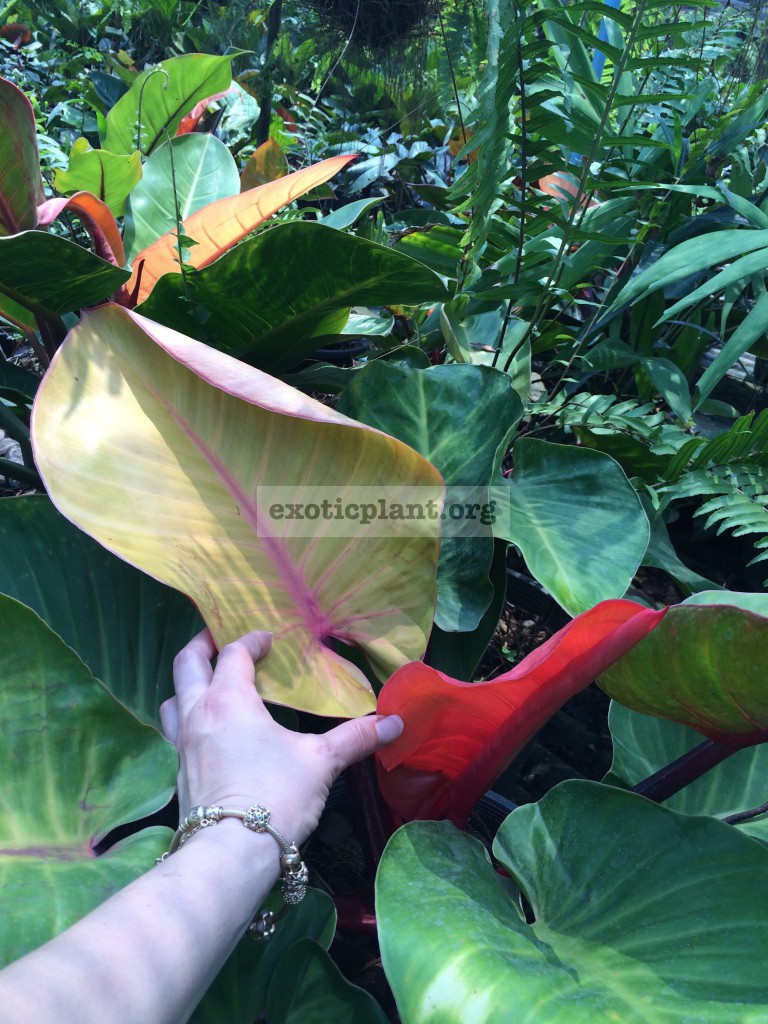 philodendron Sunlight variegated from Chang Mai