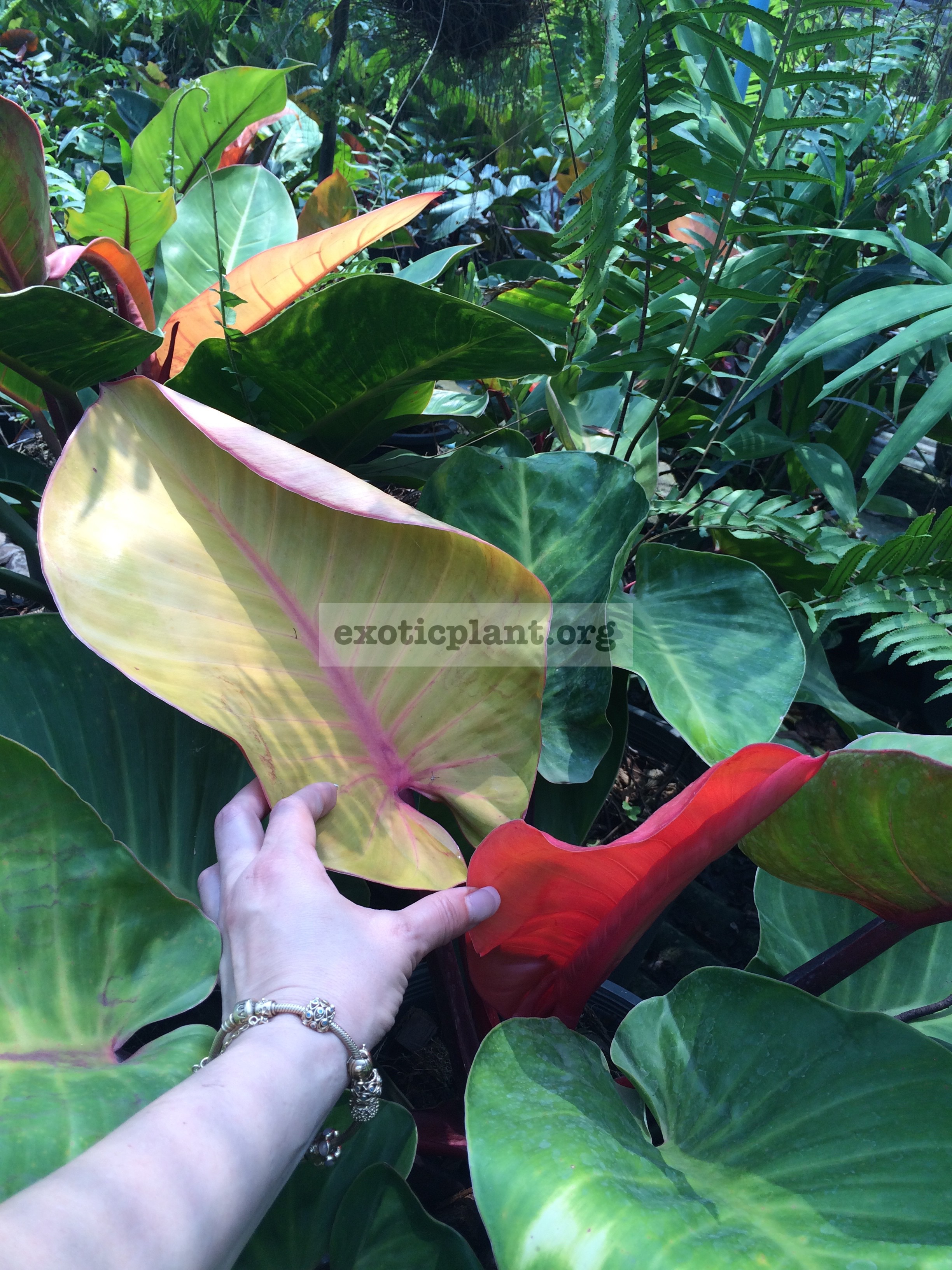 philodendron Sunlight variegated from Chang Mai 30-45