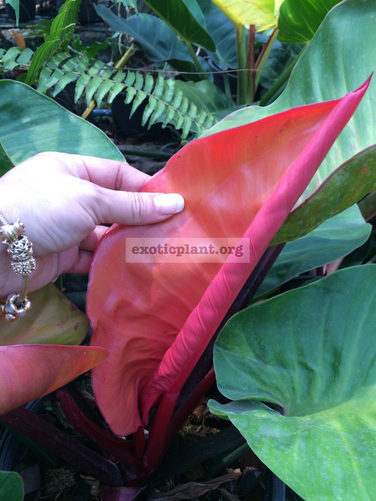 philodendron Sunlight variegated from Chang Mai