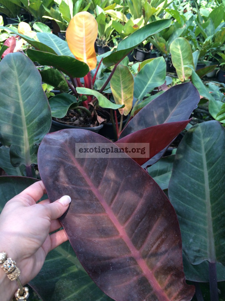 philodendron Super Red