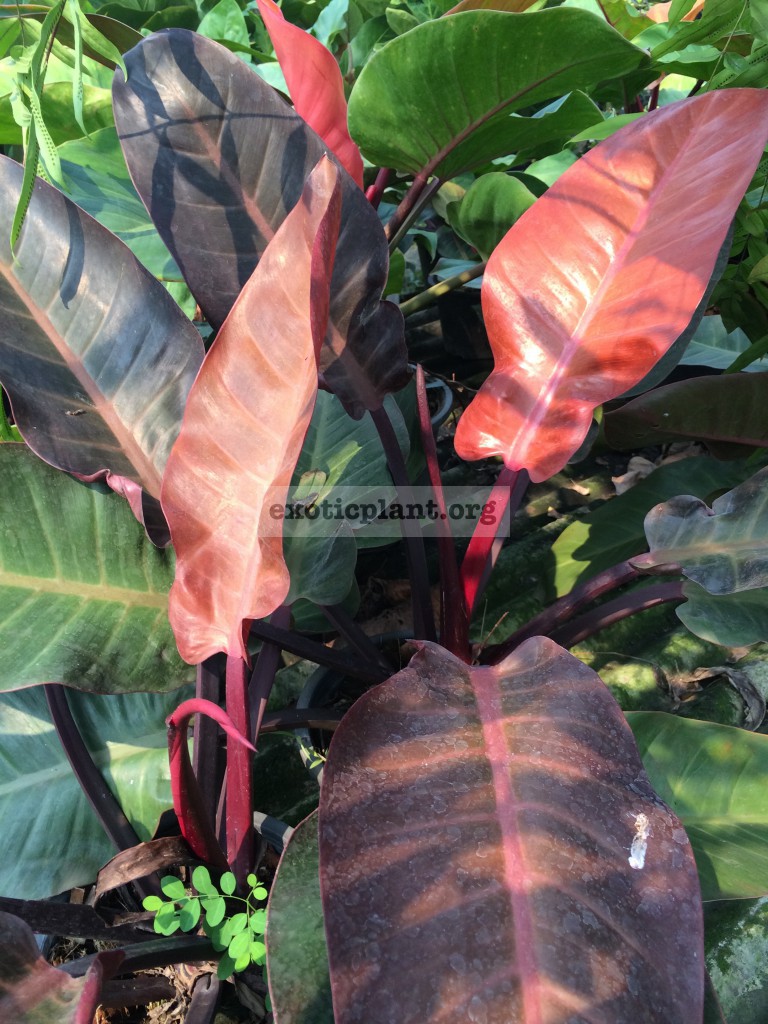 philodendron Super Red