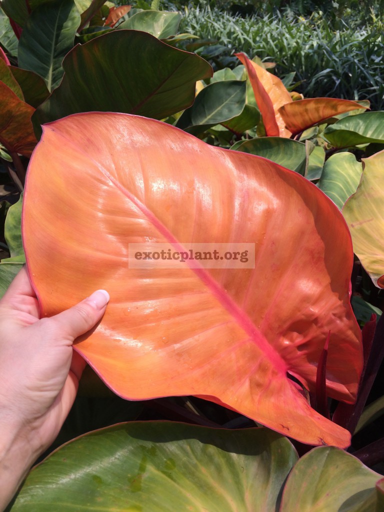 philodendron Super Sunlight