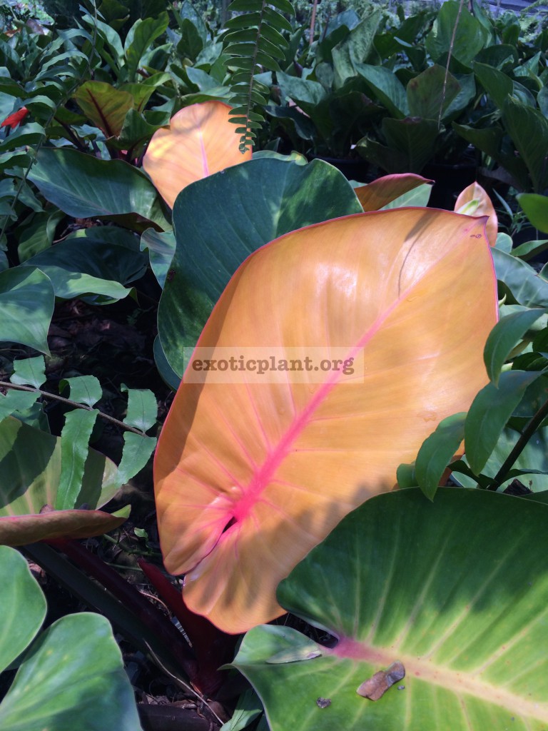 philodendron Super Sunlight