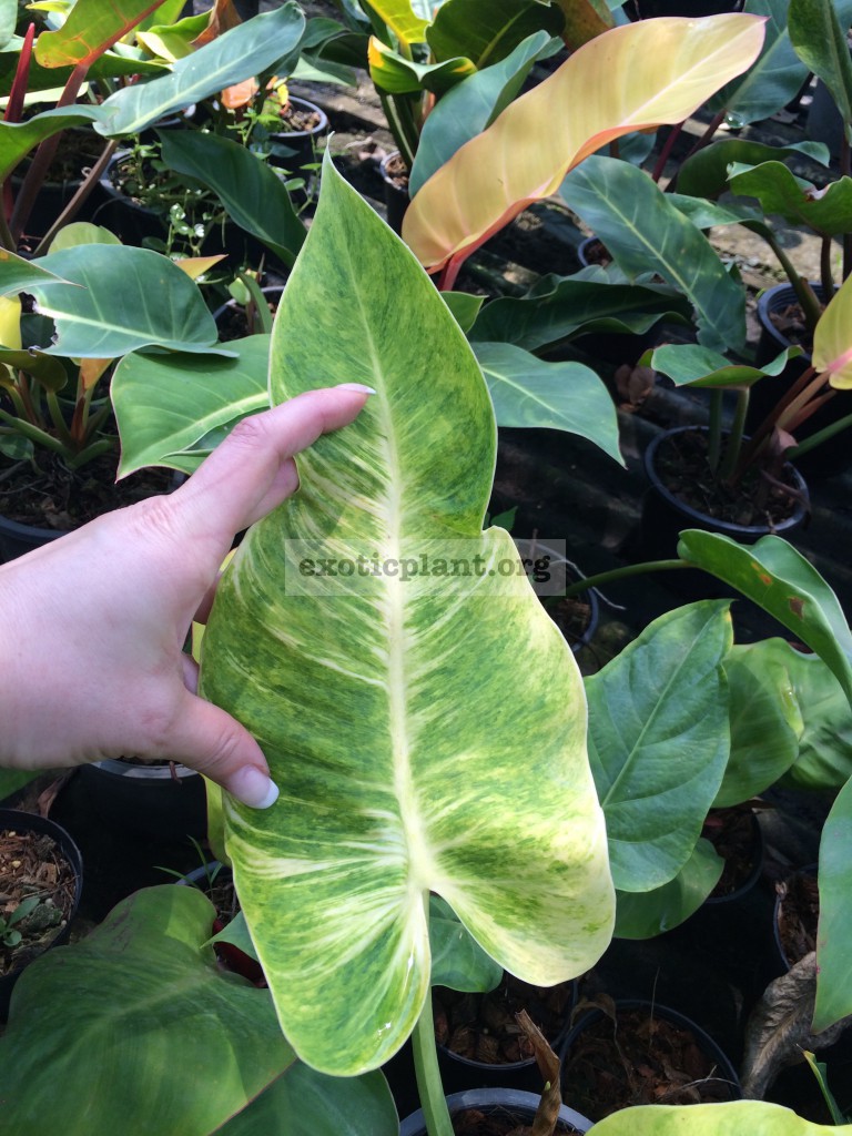 philodendron Thong Prakai = Chang Your Sang