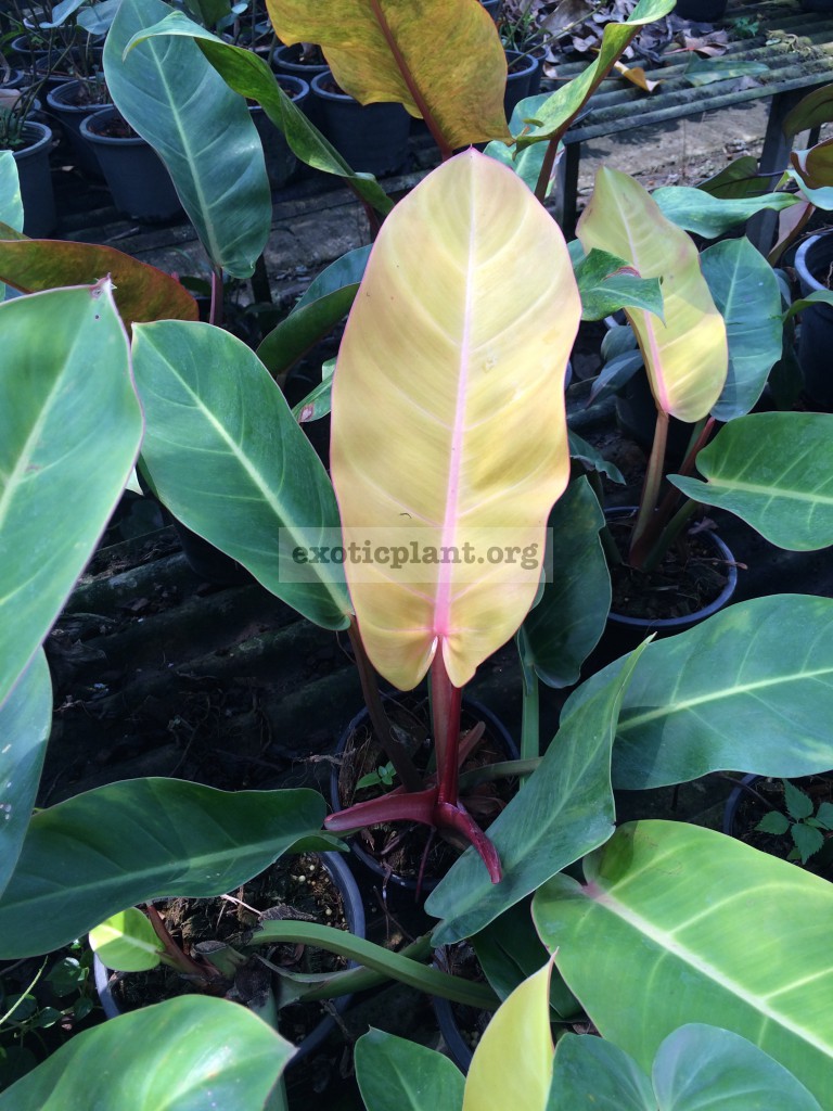 philodendron Thong Suk