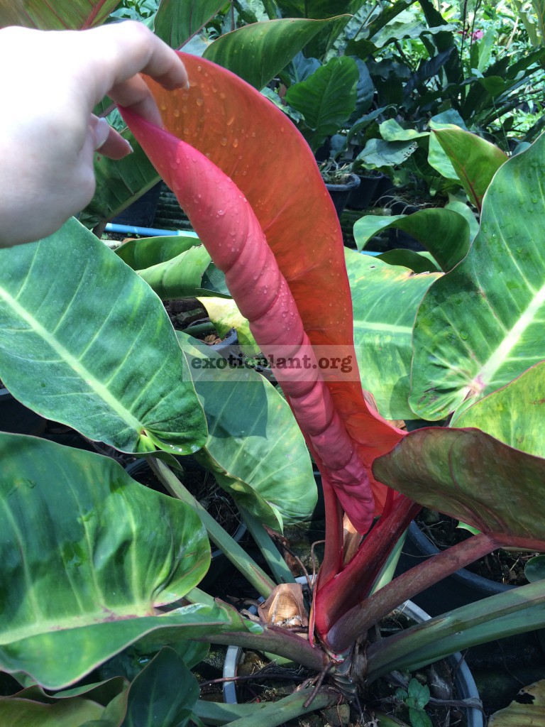 philodendron Top Red
