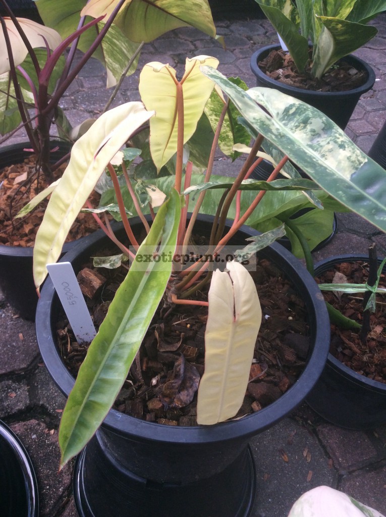 philodendron billietae variegated