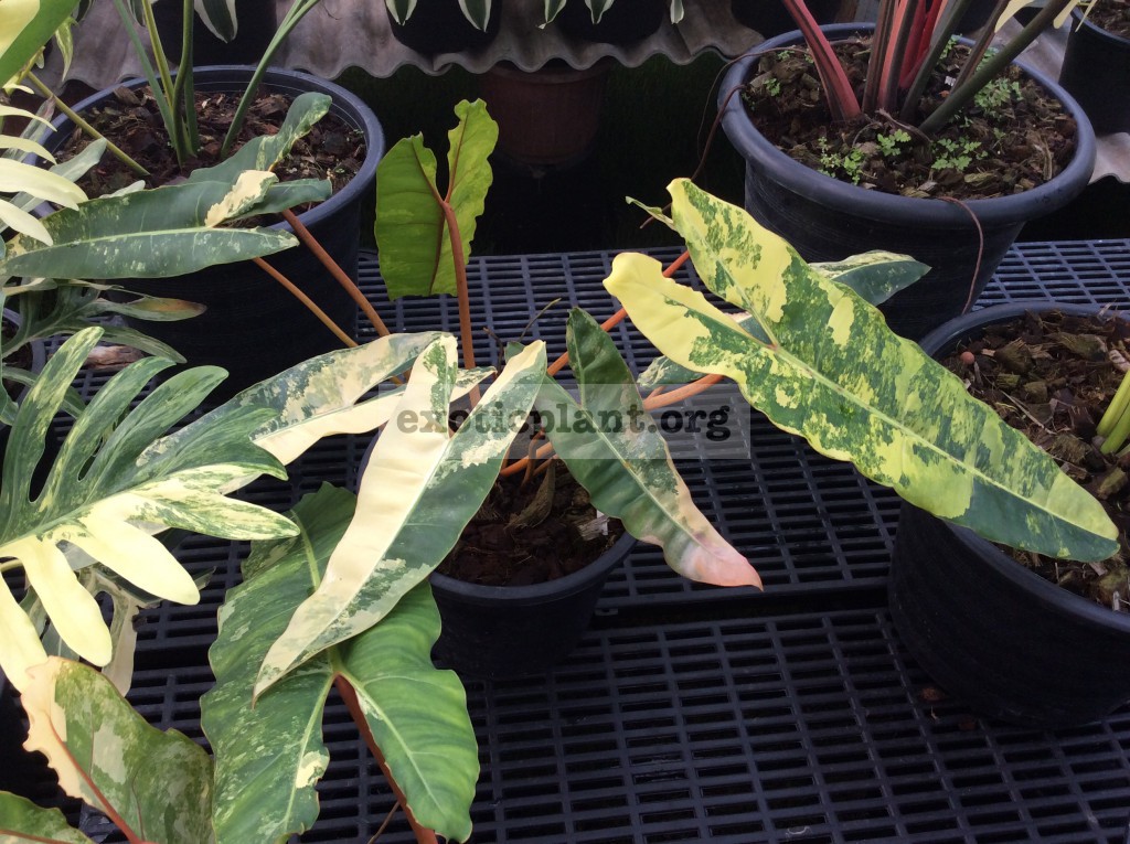 philodendron billietae variegated