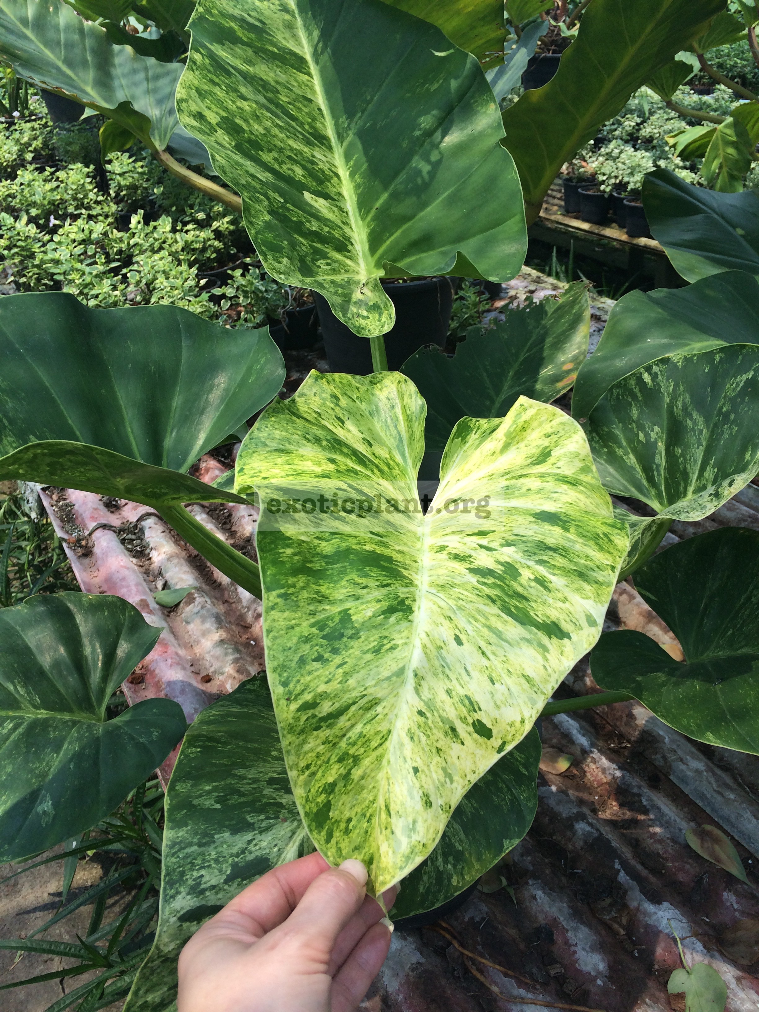 Philodendron giganteum variegated 40-70