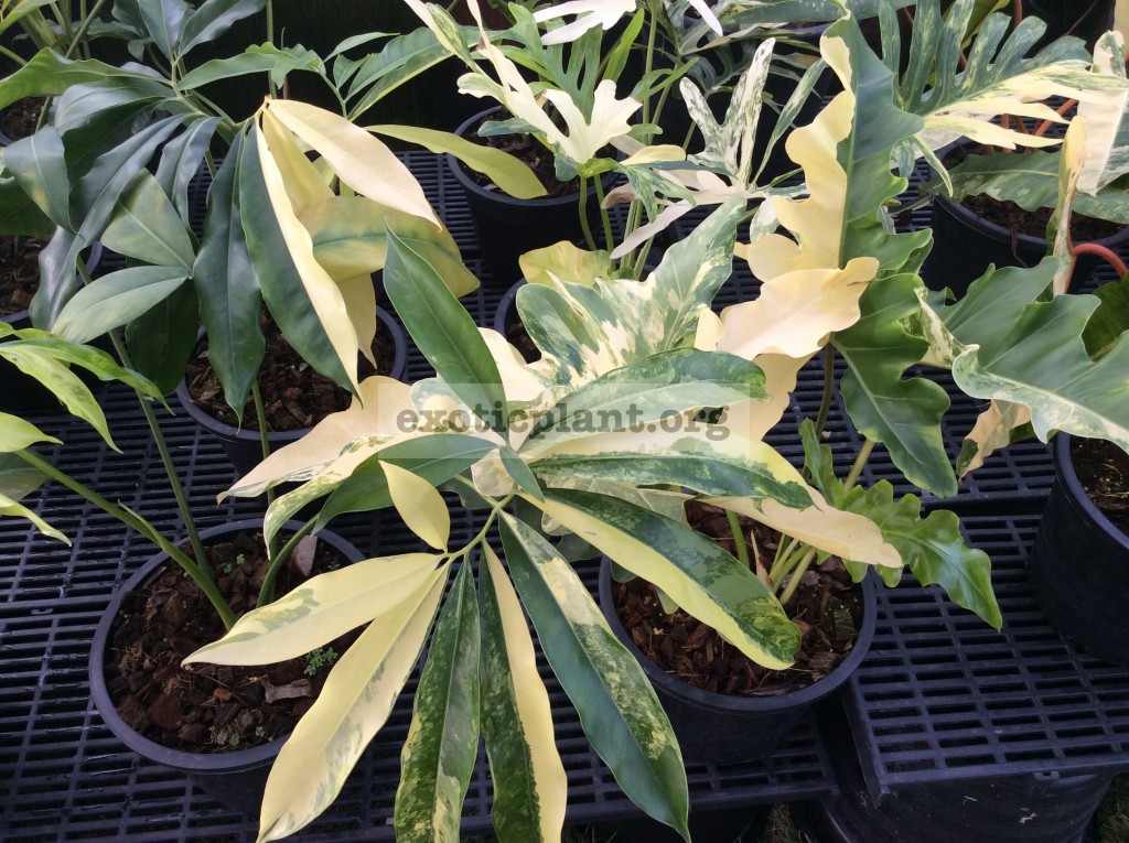 philodendron goeldii variegated & philodendron williamsii variegated