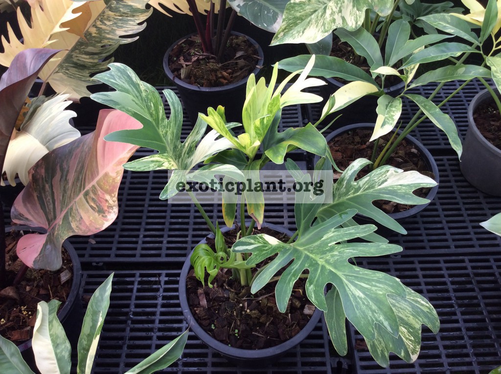 philodendron hybrid (R1) variegated