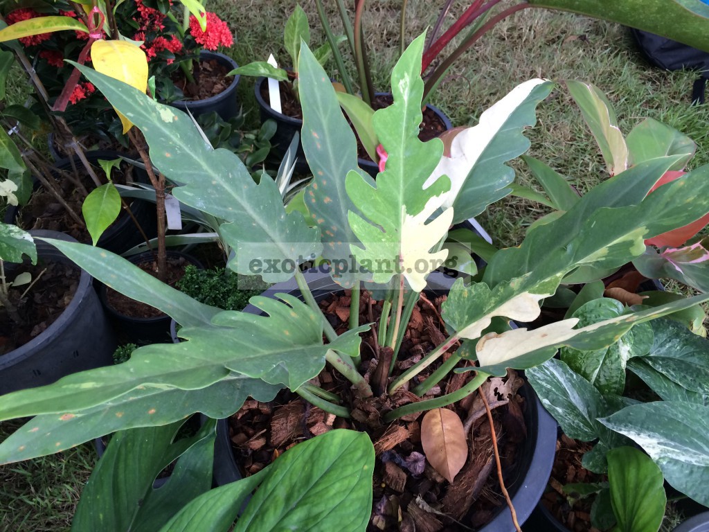 philodendron pinnatifidum white variegated