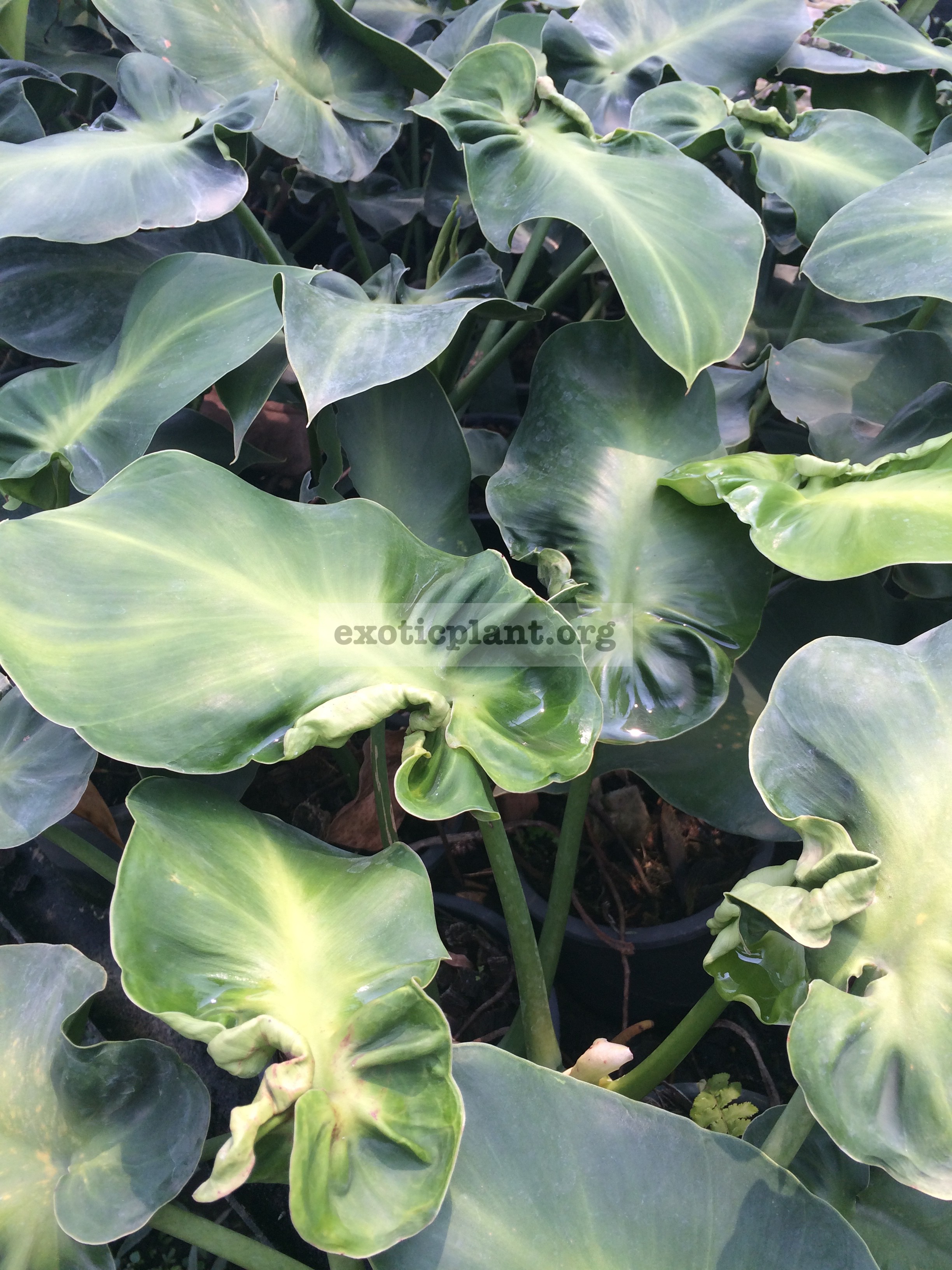 Philodendron rugosum 25-45