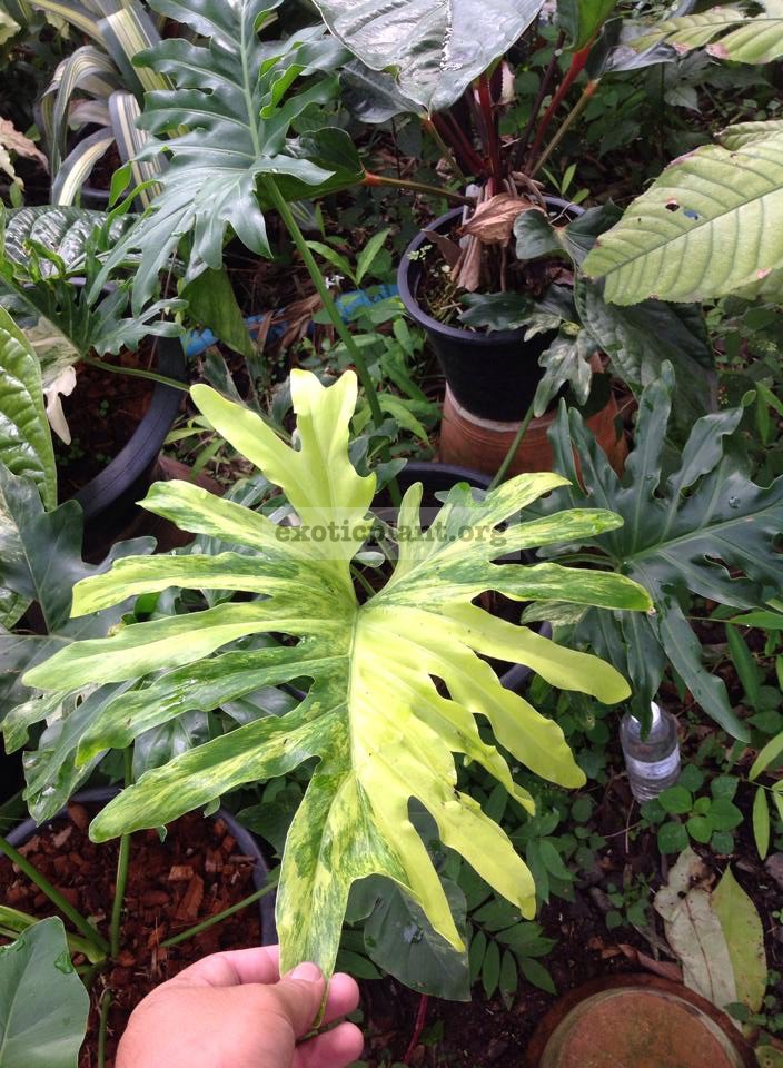 philodendron selloum variegated