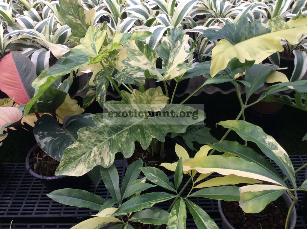 philodendron williamsii variegated