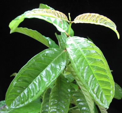 Aganosma marginata No.2 (wax leaf) 26