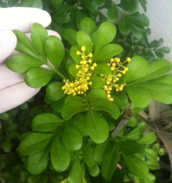 Aglaia odorata (big leaf) 24