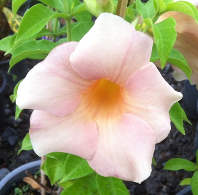 Allamanda sp (T07) (peach flower) 20