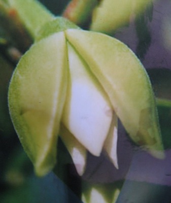 Anaxagorea javanica ‘Chanthaburi’ 30