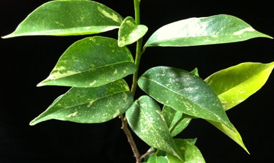 Annona muricata variegata (grafted) 45