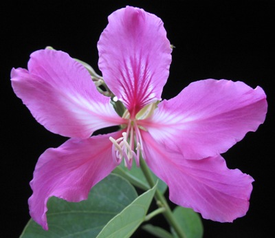 Bauhinia glauca (purple flower) 30