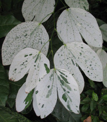Bauhinia sp. (white variegated) 50