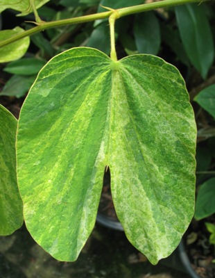Bauhinia sp. (yellow variegated) 50