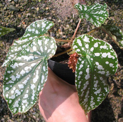 Begonia (T15) ‘Phoeniogramma’ 12