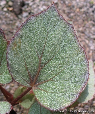 Begonia (T04) 12