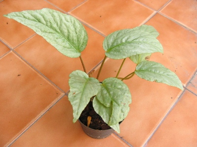 Begonia (T20) 12