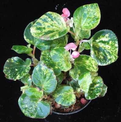 Begonia (T26) variegated 12