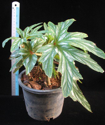 Begonia aconitifolia(T42) 12