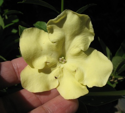 Brunfelsia maliformis (цветы купнее, чем B. americana)(TF) 30