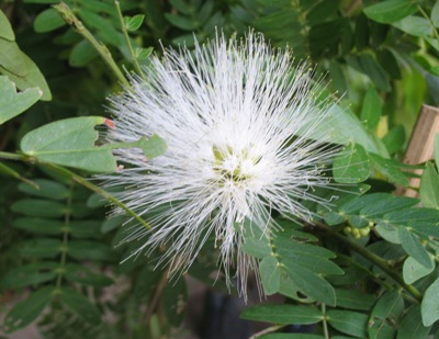 Calliandra haematophala (white flower) Leguminosae 30
