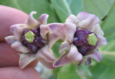 Calotropis gigantea (purple and double flower) 35