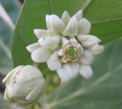 Calotropis gigantea (white and double flower) 30