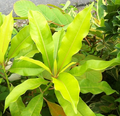 Cerbera odollam (Golden leaf) 37