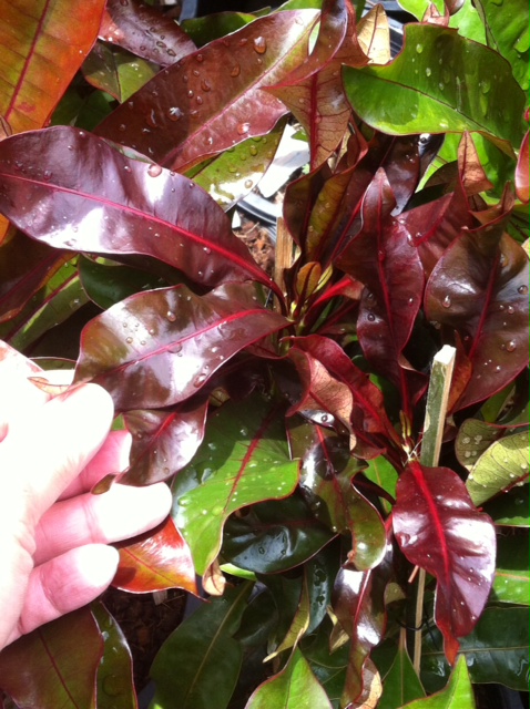 Cerbera odollam (red leaf)(wavy form) 30