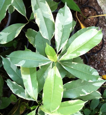 Cerbera odollam (white variegated) 35