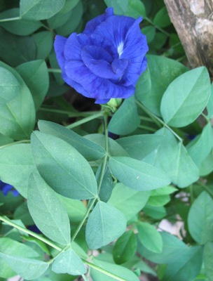 Clitoria ternatea (purple and double flower) (climbing) 20