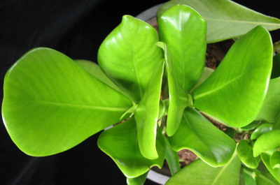 Clusia sp.(T02) wax leaf 26