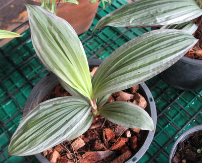 Curculigo sp.(T01) silver leaf =Curculigo metallica (short leaf) 75