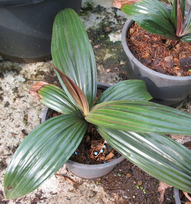 Curculigo sp.(T02) silver and long leaf 75
