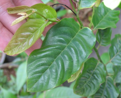 Desmos chinensis (wavy leaf) 30