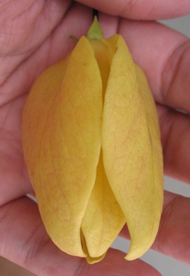 Desmos cochinchinensis (big flower) 24