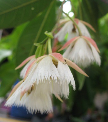 Elaeocarpus grandiflorus 20